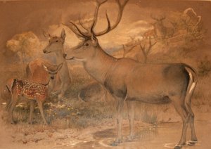 Persian Deer by Joseph Wolf